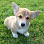 The Good Life with #Corgis, A to Z! #GetHealthyHappy