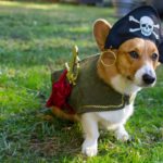 More #Corgis in Costumes: Get Your Halloween On!