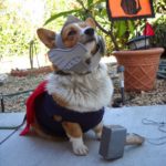 It’s Halloween! Calling All #Corgis in Costumes!