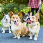 Four Beautiful #Corgis, Three Lovely Ladies, and $6,000 for Deserving Dogs!