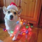 More #Corgi Christmas Photos … can you handle this much cute?