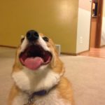 Catching Up With CorgiPals: Changes …