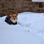 Wordless Wednesday: Maggie’s Snow Romp in 5 Parts!