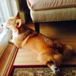 Throwback Thursday: Top 20 Ways for Corgis to Spend a Snowed-In Snow Day!