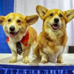 AKC’s Meet The Breeds 2015: Wally the #Corgi and Friends!