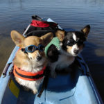 Get Your (Unofficial) Summer On! #Corgis in Kayaks and Canoes