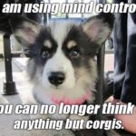 Corgi Mind Control