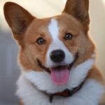 The Truth About The Pembroke Welsh #Corgi
