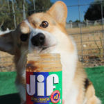 #Corgis Of The World, Let There Be Peanut Butter! That Is All.
