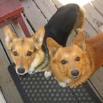 Joey and Kia: A Doubly #Corgi – licious Rescue and Adoption Story!