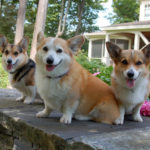 Ruby, Sam and Delilah: A New Orleans Corgi-ocracy!
