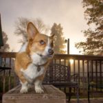Nine Things #Corgis Control With the Power of Their Minds (and one they don't).
