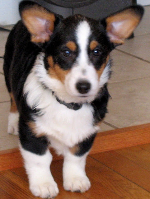 New England #Corgi Power: Hammy, Phoebe, Roxy and Tolee of New ...