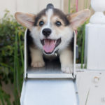 More #Corgi In Your Mailbox? I Want YOU for My Mailing List!