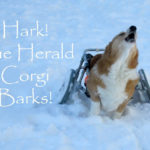 Corgin’ In a Winter Wonderland!