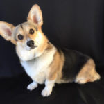 Thirteen Things to Know About Missy the Cali #Corgi!