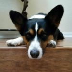 Kelvin the Cardigan Corgi: Life’s Better With A Tail to Chase!