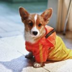 Twenty One #Corgis In Raincoats (and Two With None)!