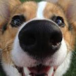 Got a NOSE for Daily Corgi News? Subscribe to Updates NOW!