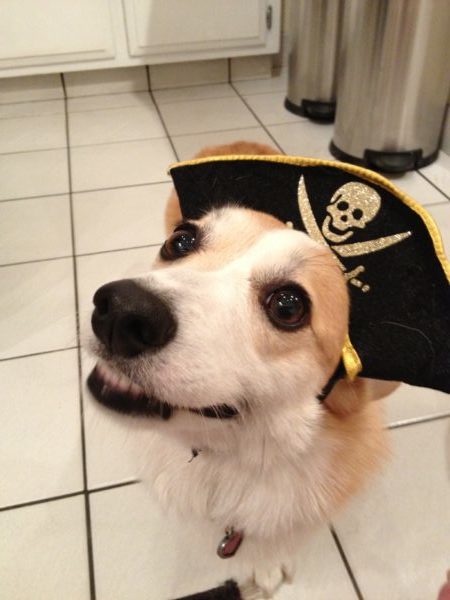 Lexie the cheesy pirate.