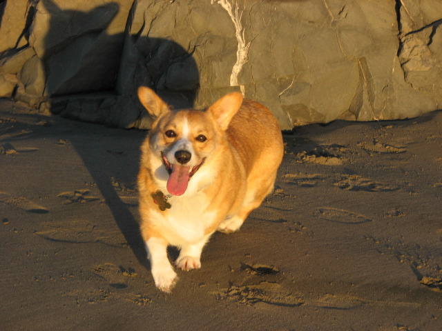 Ruby frolicking at the Oregon coast.