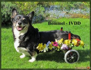 Bommel IVDD