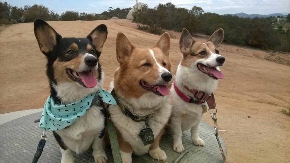 Copper, Sidney and Connie of California 