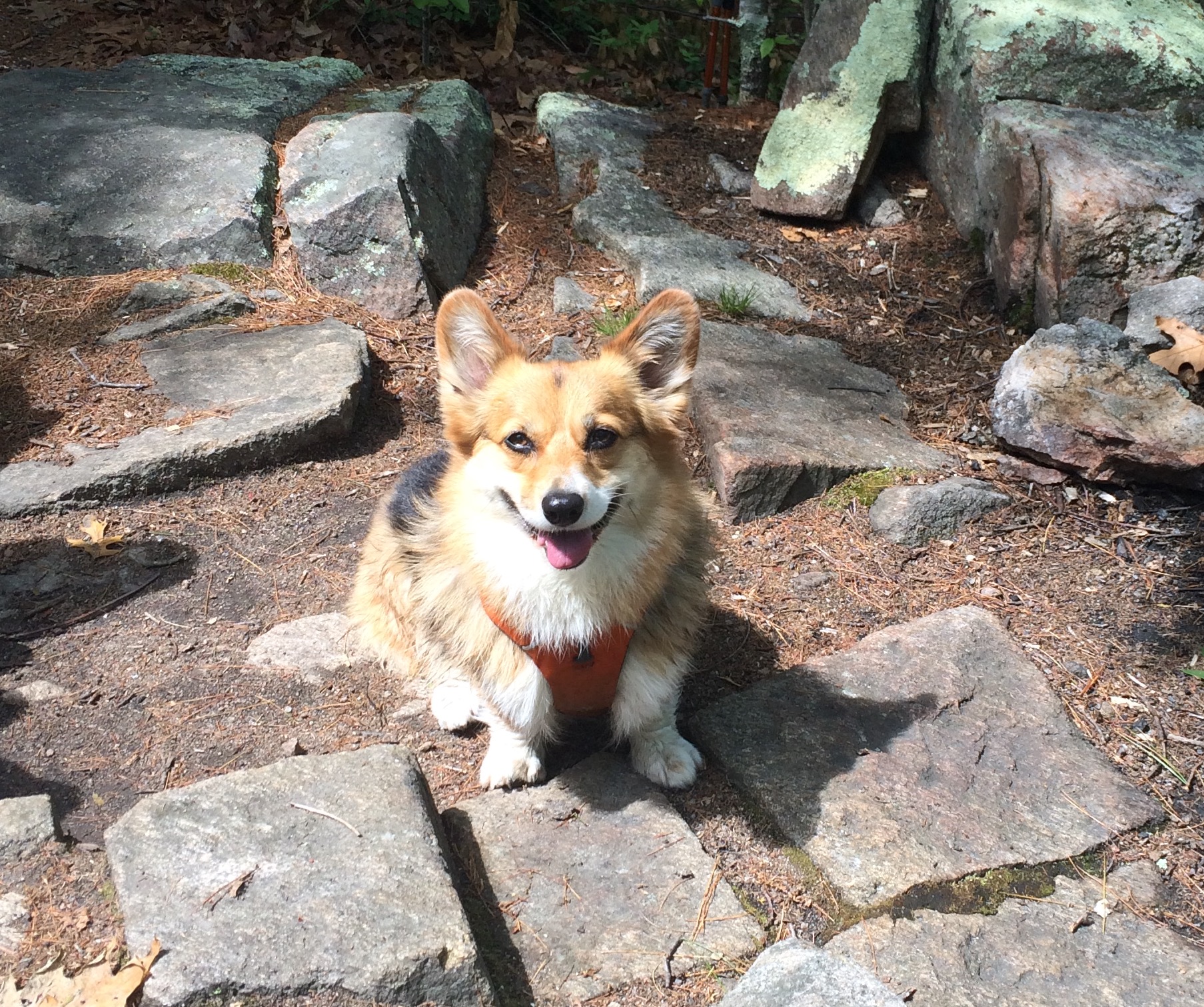 Fidget enjoys a trail hike. 