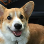 It’s Official! Welcome Back, My Corgi People!