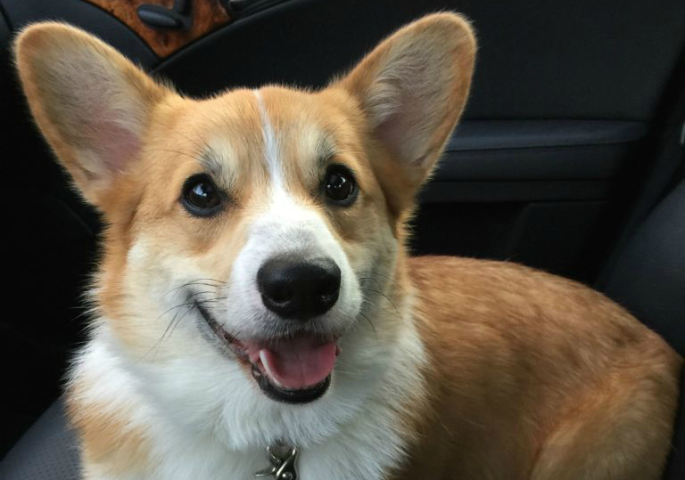 It's Official! Welcome Back, My Corgi People! - The Daily Corgi