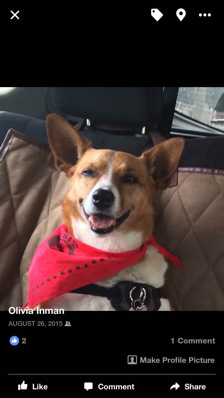 Ten year-old Corgi mix Maddie had just finished visiting a nursing home when she beamed this smile. Her smiles brighten everyone's day!