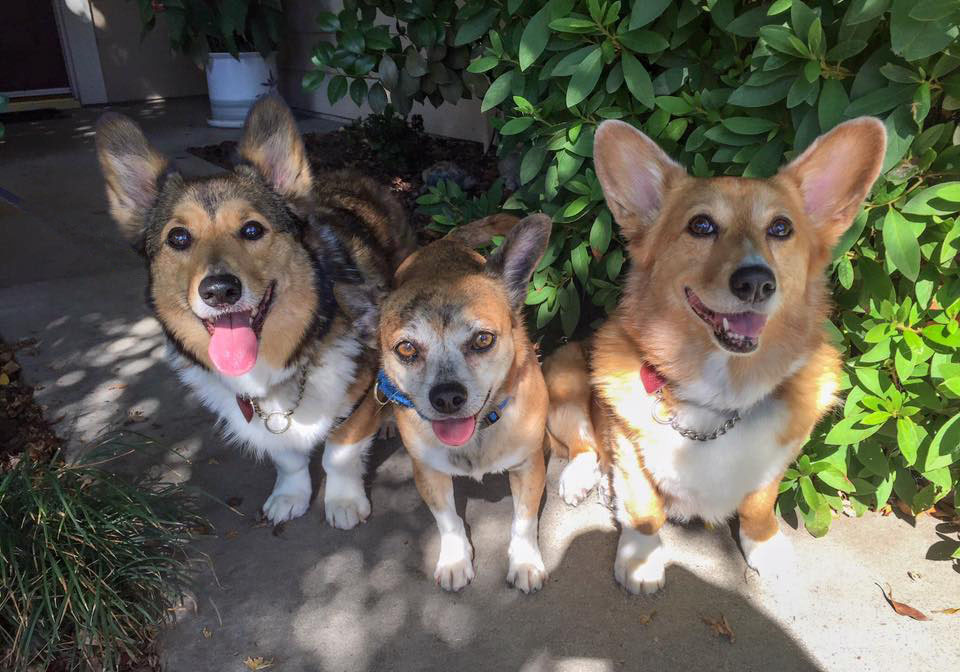 Max, Tigger and Rosie of California 