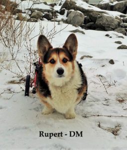 Rupert DM