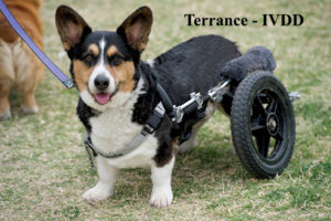 Terrance IVDD 2