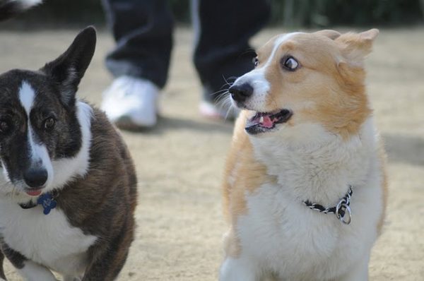 photo: The Daily Corgi / bit.ly/2gnlqbW