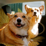 Time Machine Tuesday: Riding in Cars with Corgis!
