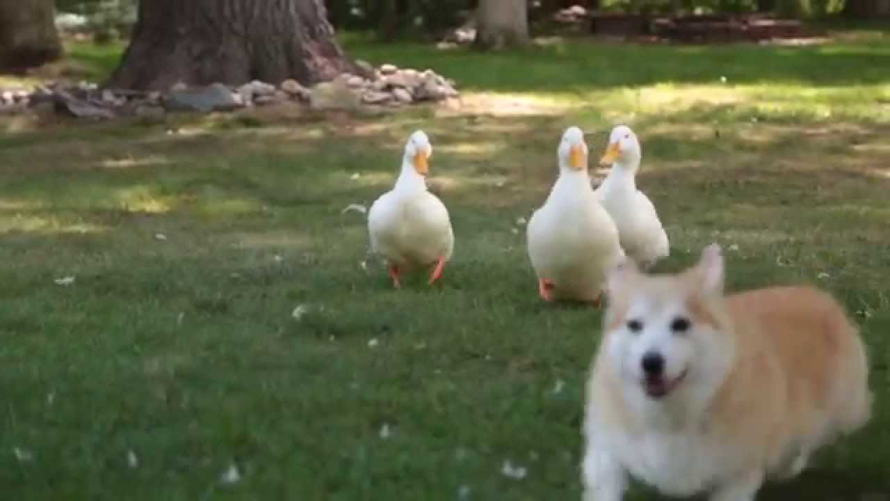 It's a video! Click the pic to view Bob and Lola play with ducks on YouTube. 
