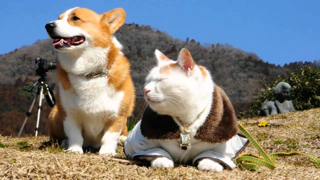 Goro and cat.
