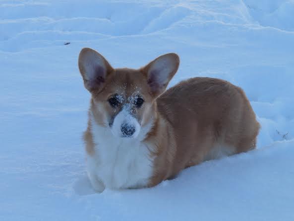 Pippa in the snow.