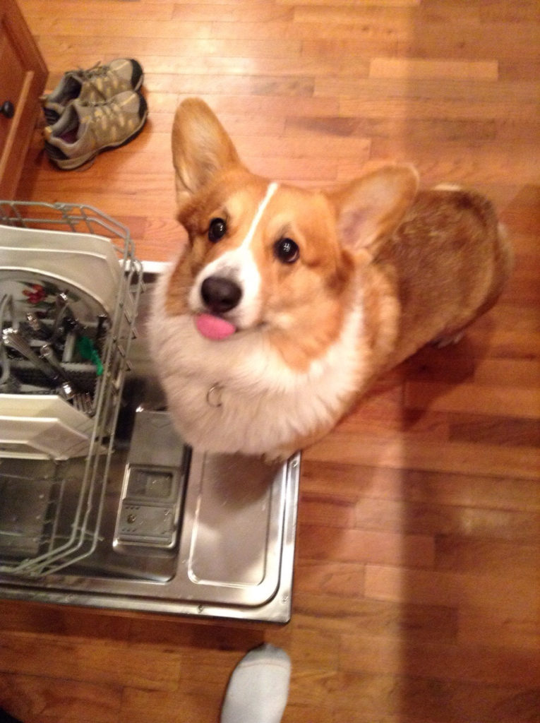 how to complain about a corgi registered plumber