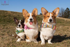 The Daily Corgi / bit.ly/2b1KYX1