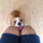 14 Corgis (and one Doxie) Who Will Have Whatever You’re Having