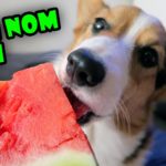 It’s a Love Thing: Corgis + Watermelons!