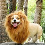 Bungle In The Jungle: Lion-Corgi Lineup!