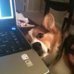 Wordless Wednesday: 15 Corgis Fed Up With Your Internet Surfing