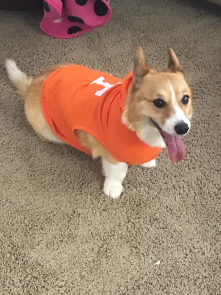 Are You Ready For Some Football Corgis? - The Daily Corgi