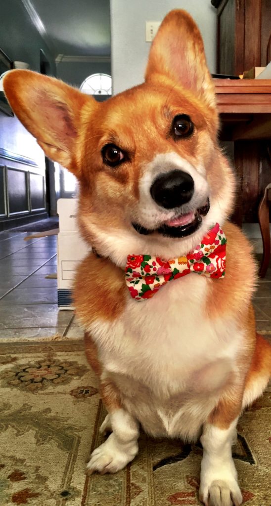 corgi with a bow tie