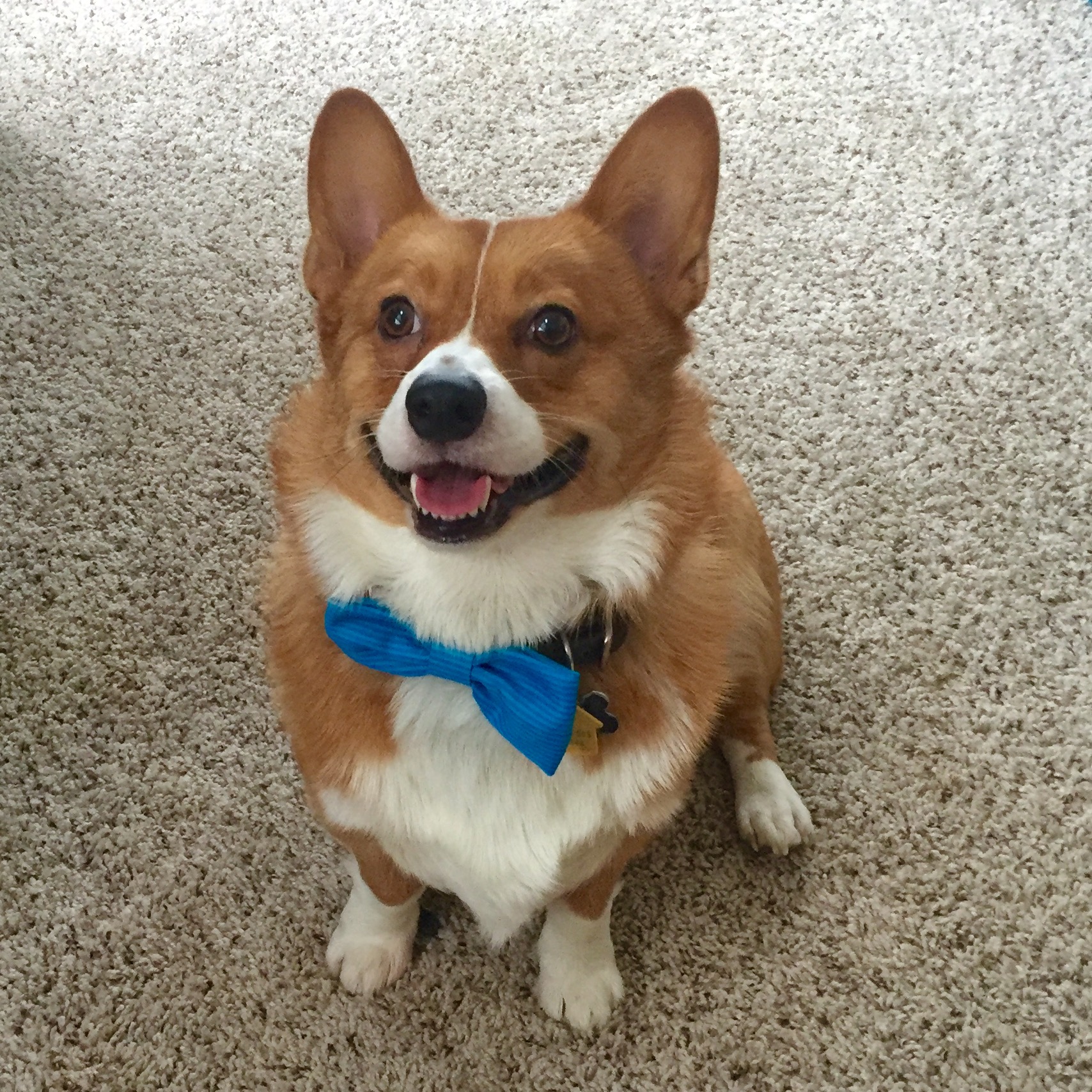 Corgi with a bow tie best sale