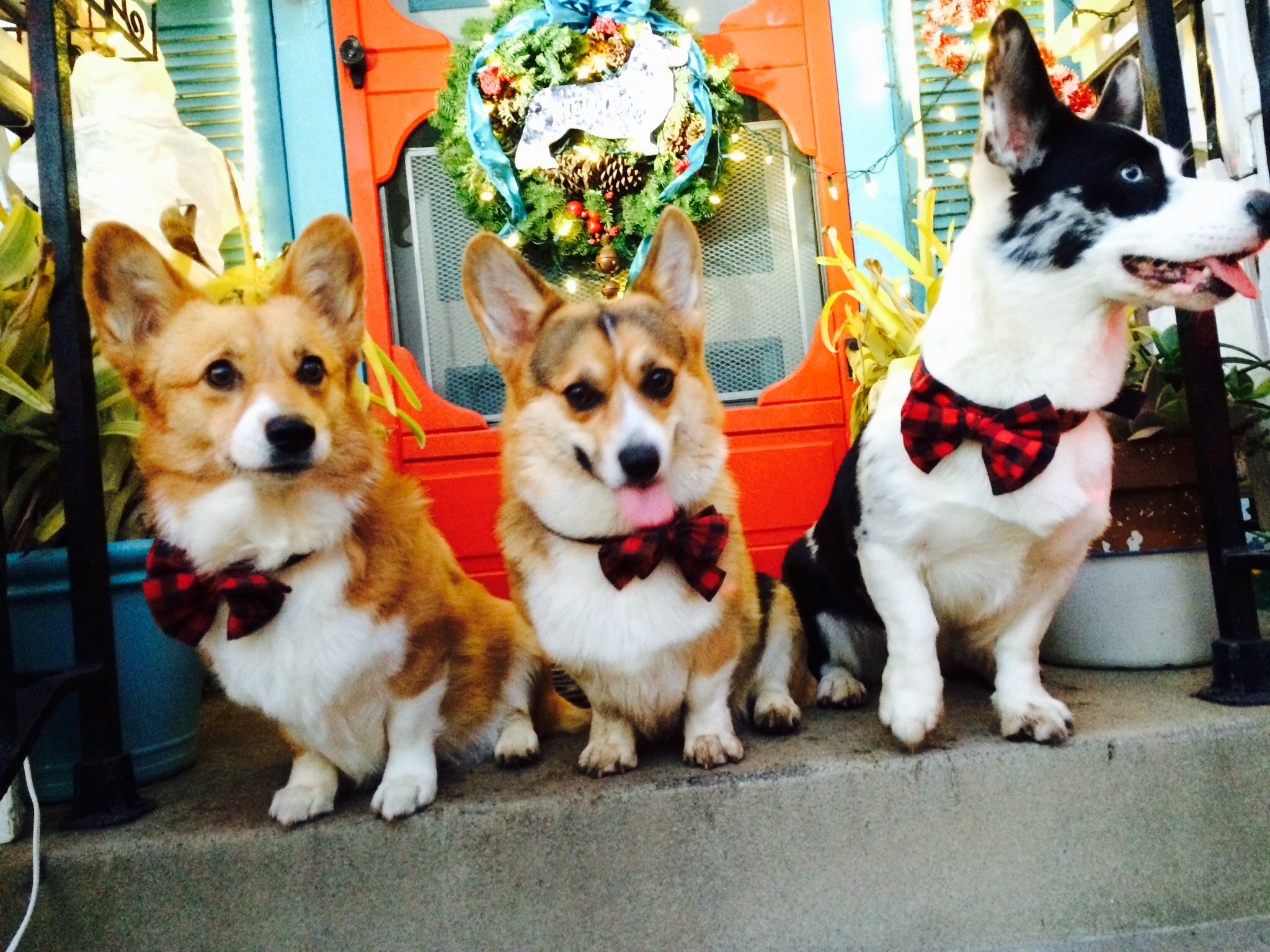 Corgi with bow tie sale