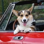 Road Trippin’ with #Corgis: More Smiles to the Miles!